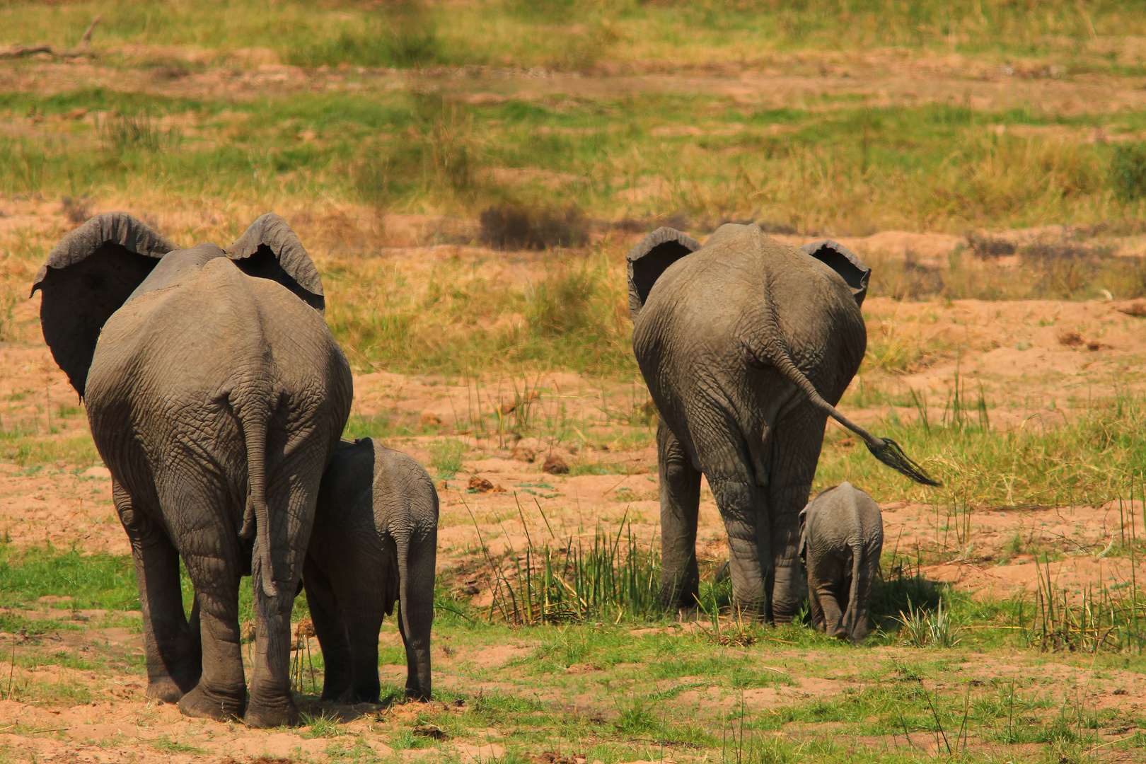 a spasso nella savana