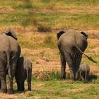 a spasso nella savana