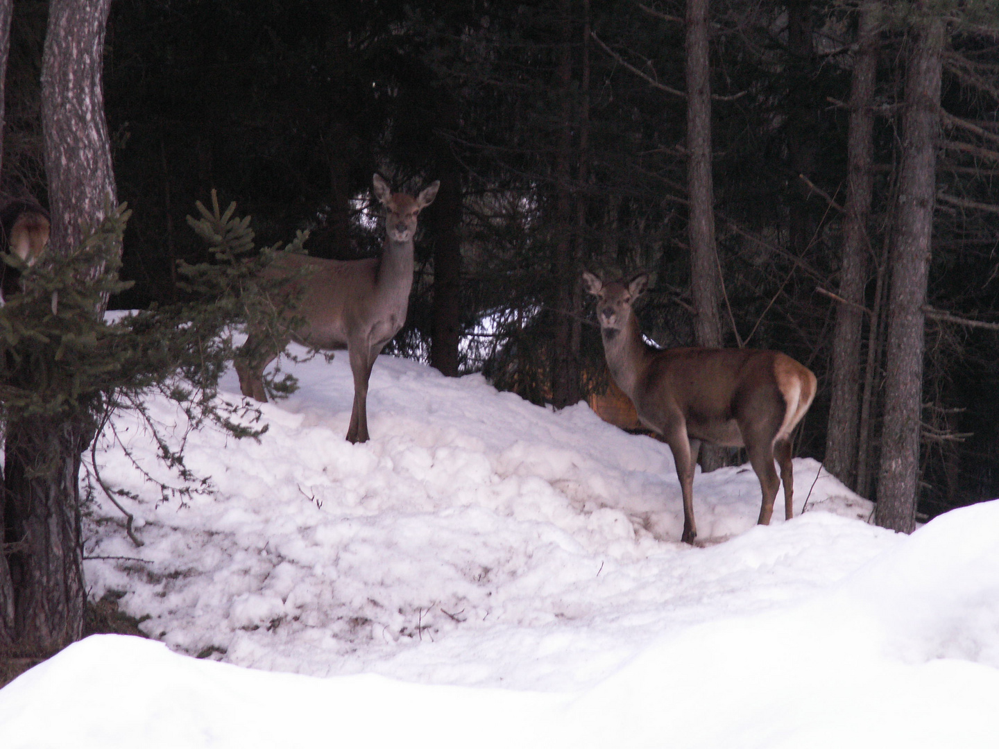 A spasso per le Alpi Giulie (2)