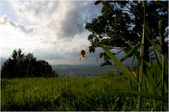 a spider with a view