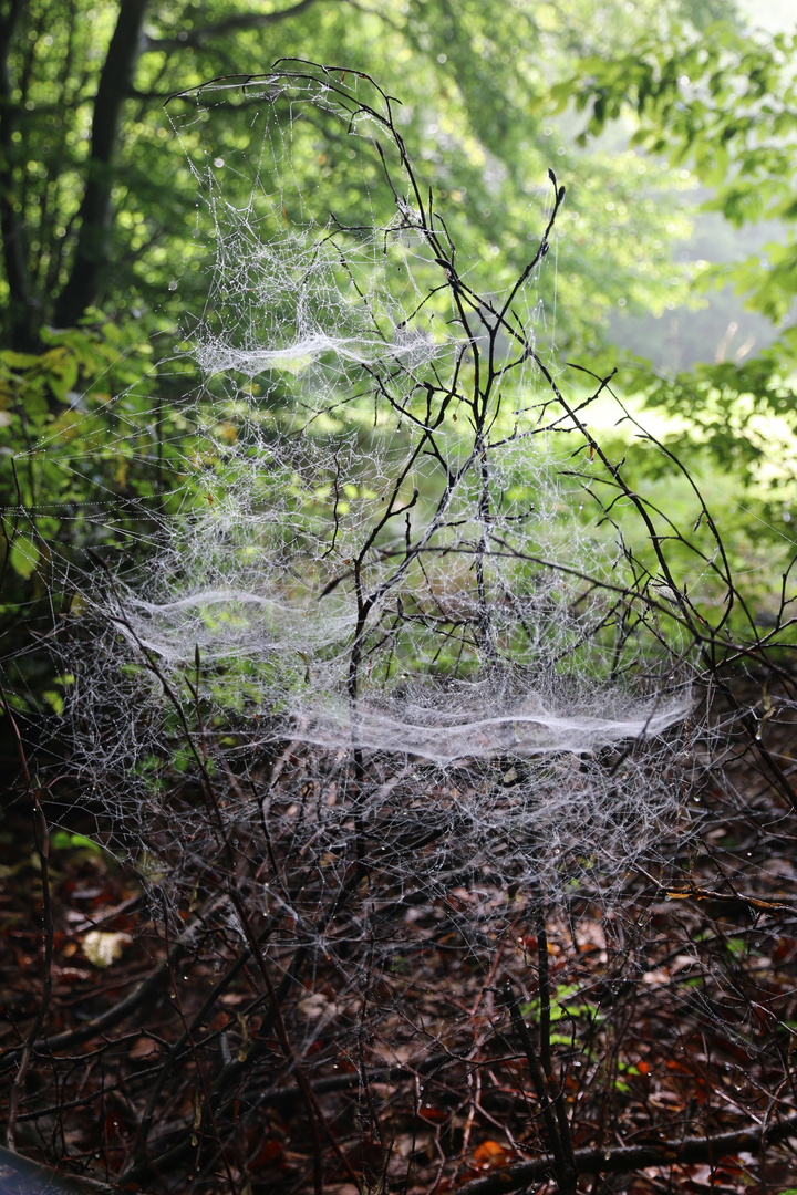 A Spider's Laundry