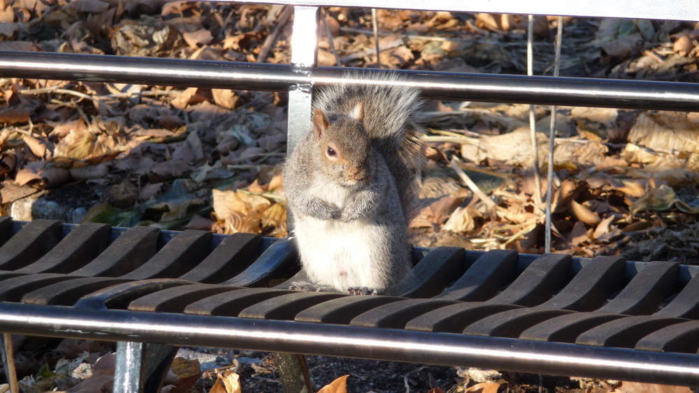 A Squirrel in Manhatten