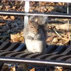 A Squirrel in Manhatten