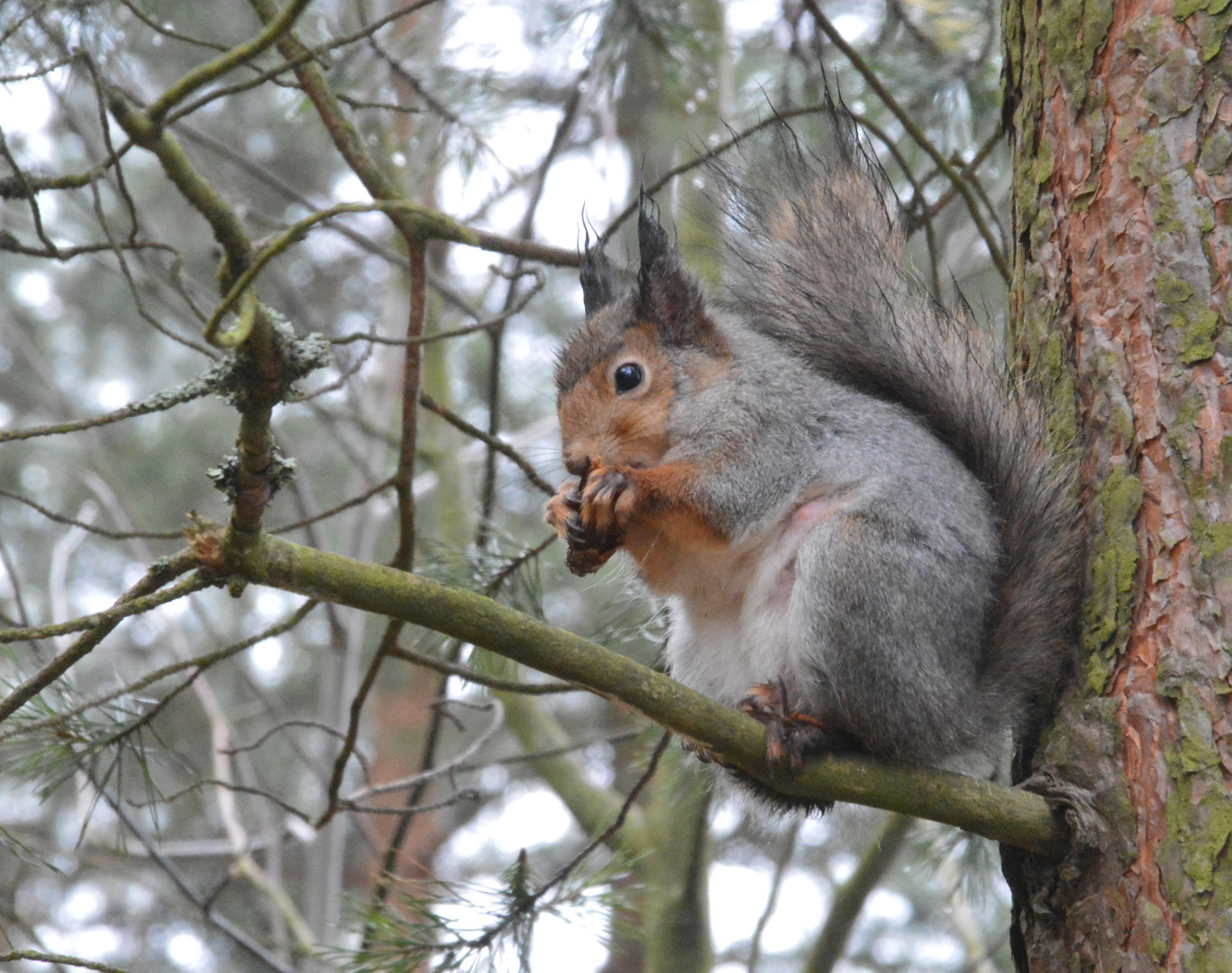 A Squirrell