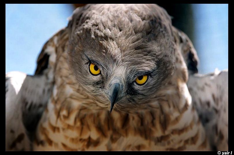 a stare from an eagle