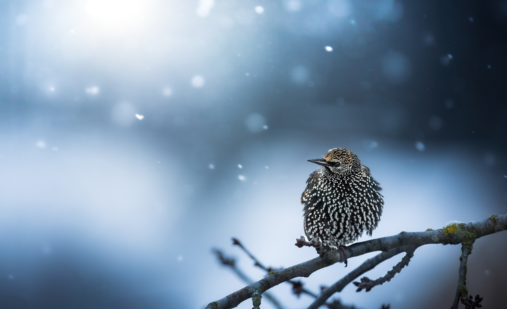A starling's winter tale