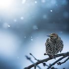 A starling's winter tale