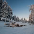 A Ster Holz im Wintermantel II