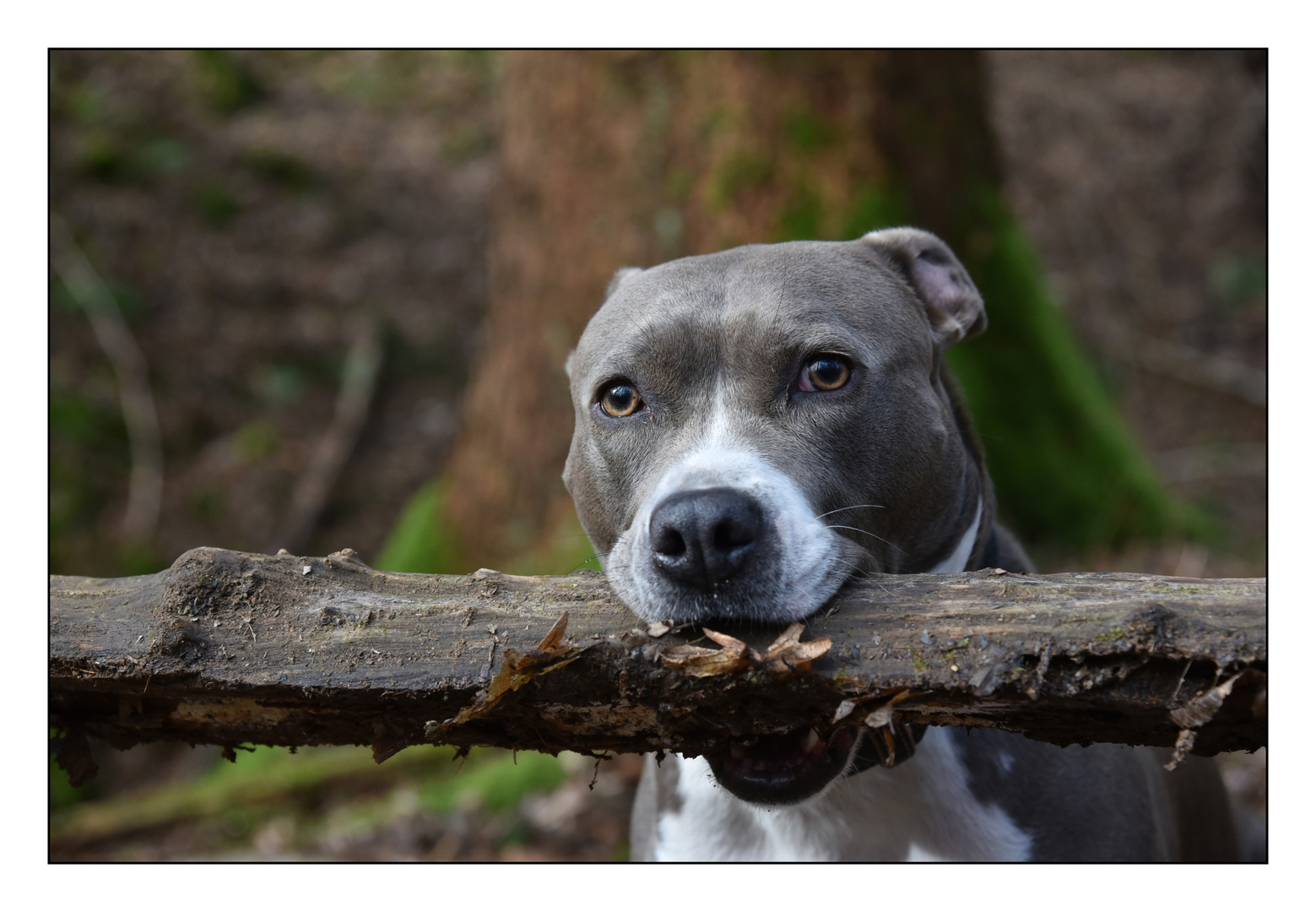 A stick a day keeps the doctor away.