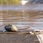 A stick, a stone, it's the end of the road