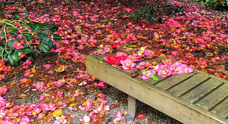 A Stillife with Camelias