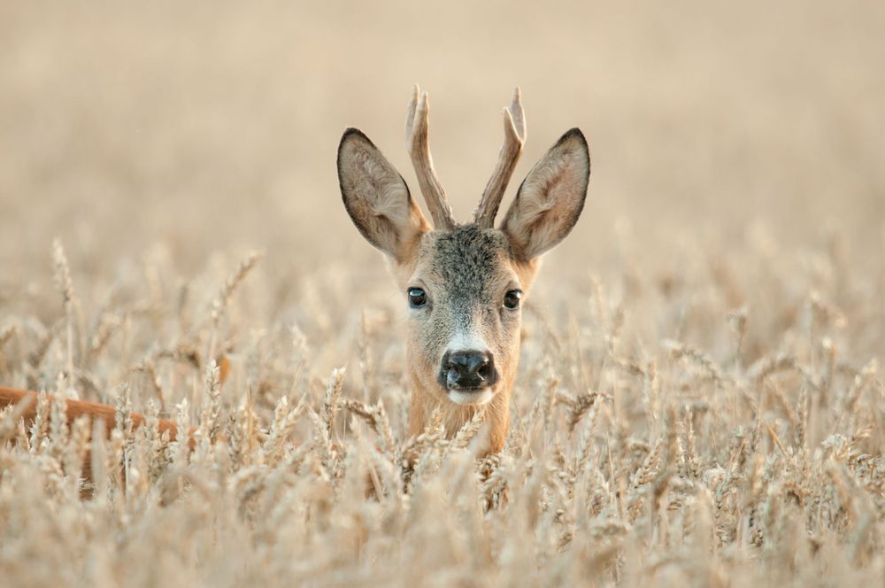 a stoaka Bock