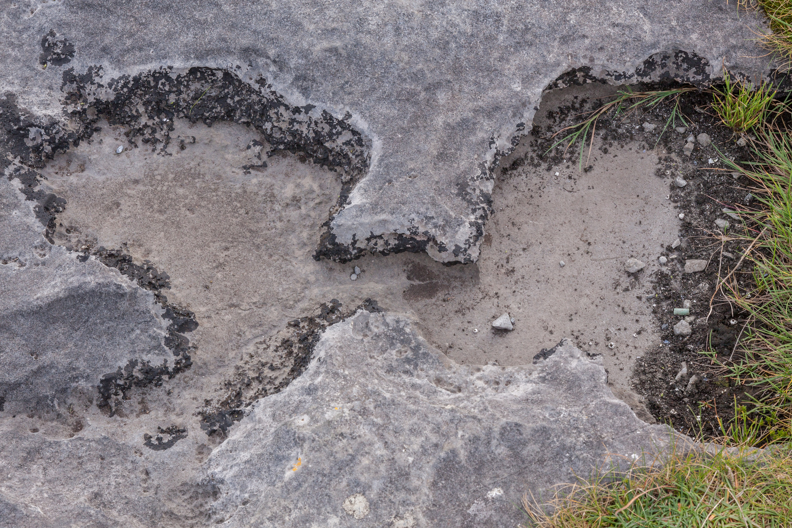 A stony butterfly