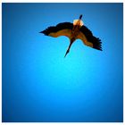 a Stork