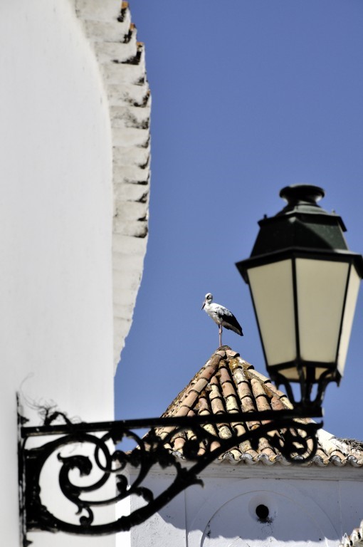 A stork and a Lamp