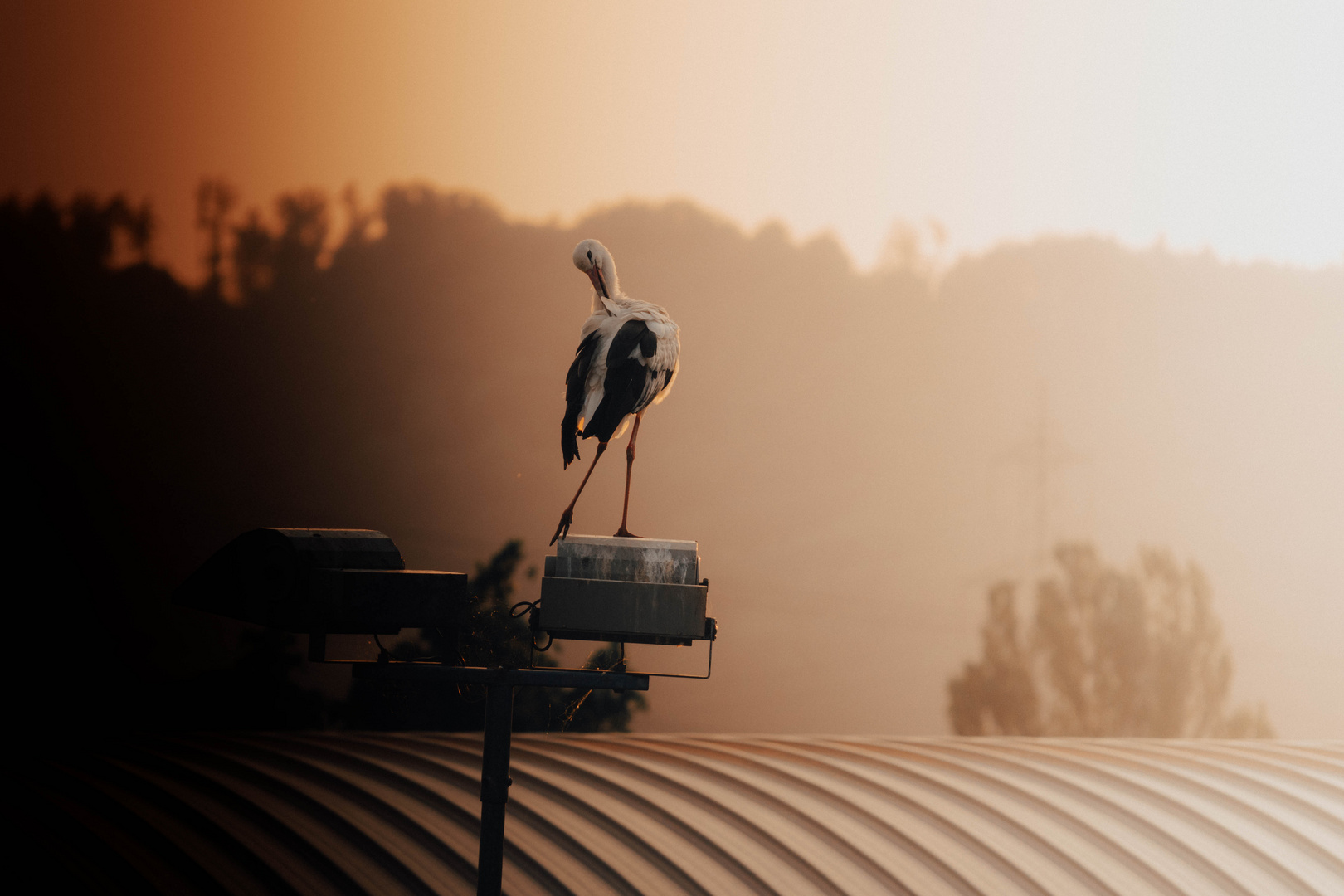a stork at sunset