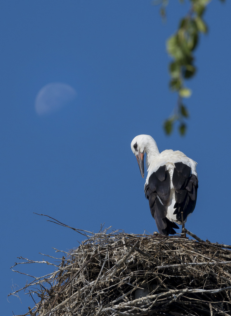 a stork under the moon