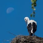 a stork under the moon
