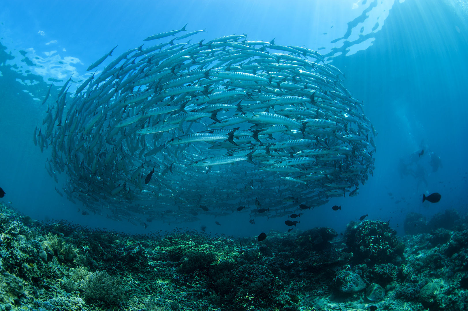 A storm of sea wolffish