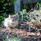 A Stray In Old Folsom, California