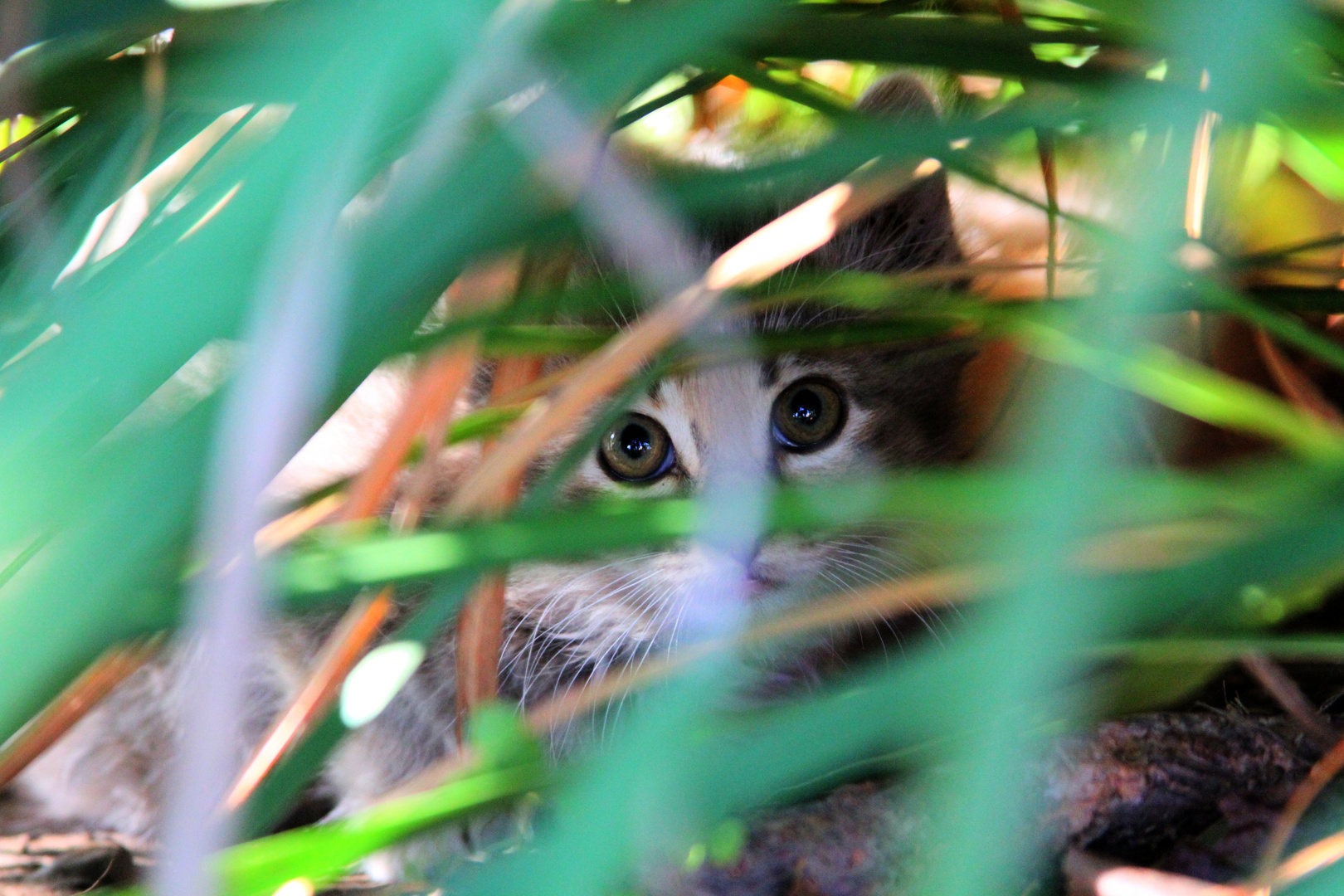 A Stray In Old Folsom, California