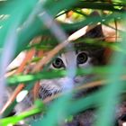 A Stray In Old Folsom, California