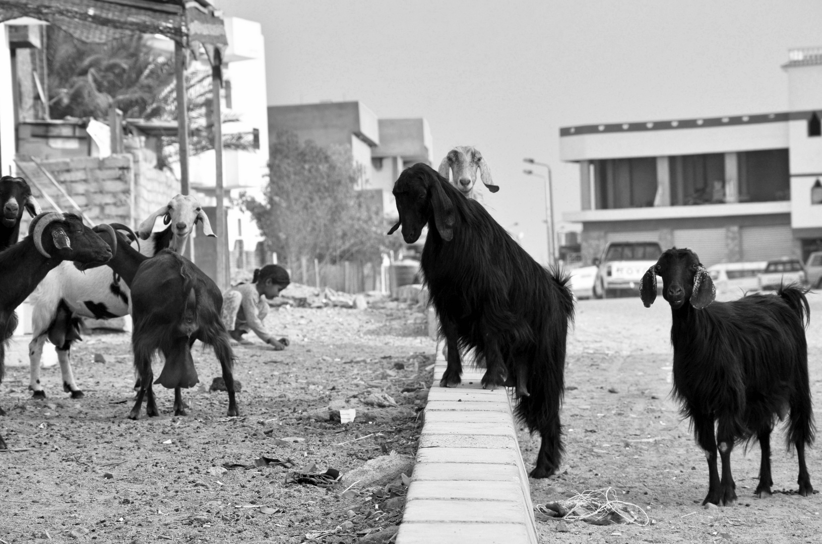 A street in Dahab