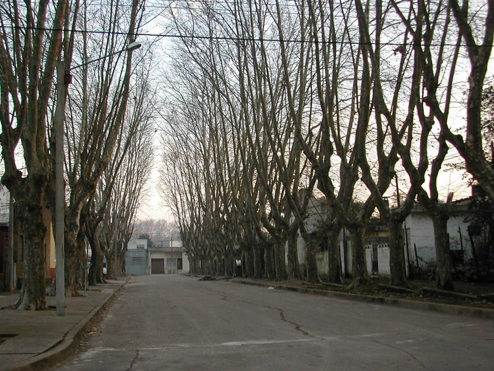 A street of Montevideo in Autumn