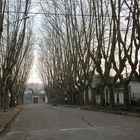 A street of Montevideo in Autumn