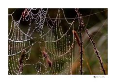 a string of pearls