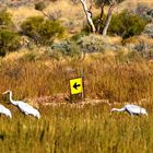 A stroll in the Simpson Desert