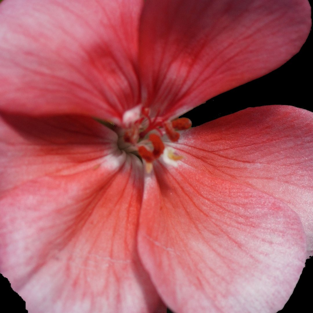 A Study Of A Geranium Petal