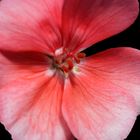 A Study Of A Geranium Petal