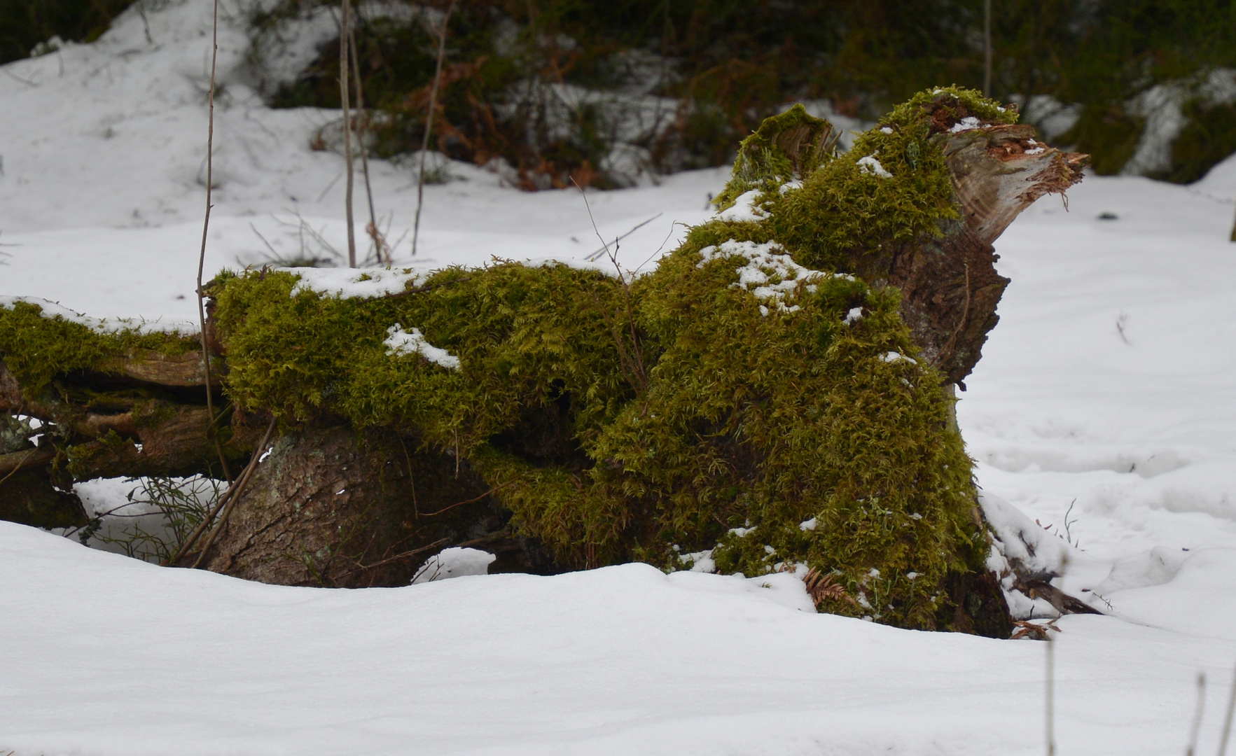 A stump like a dog