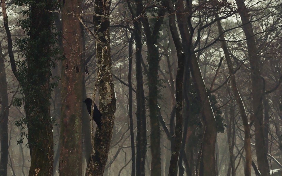 A Subtle Atmosphere Of Crow Forest Photo Image Abstract Nature Tree Forest Images At Photo Community A Subtle Atmosphere Of Crow Forest Photo Image Abstract Nature Tree Forest Images At Photo Community
