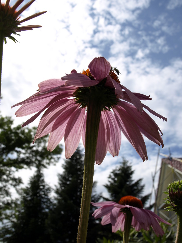 a summer day