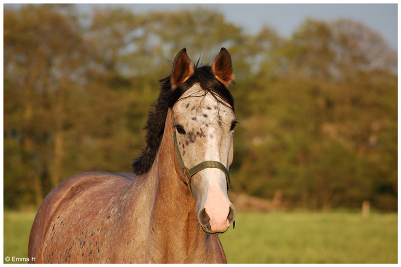 A Summer horse happiness