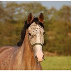 A Summer horse happiness