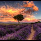 A summer in provence