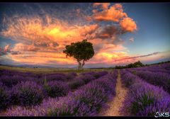 A summer in provence