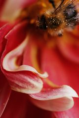 A Summer Scene #II: A Bee at Teatime