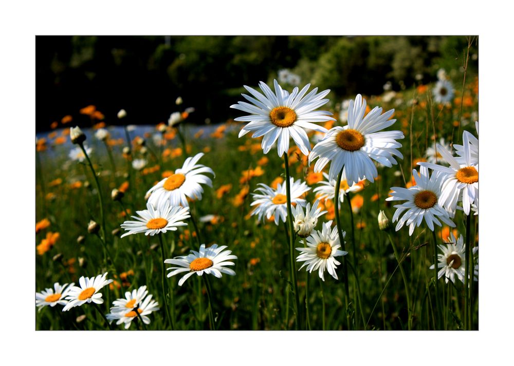 a summer's meadow