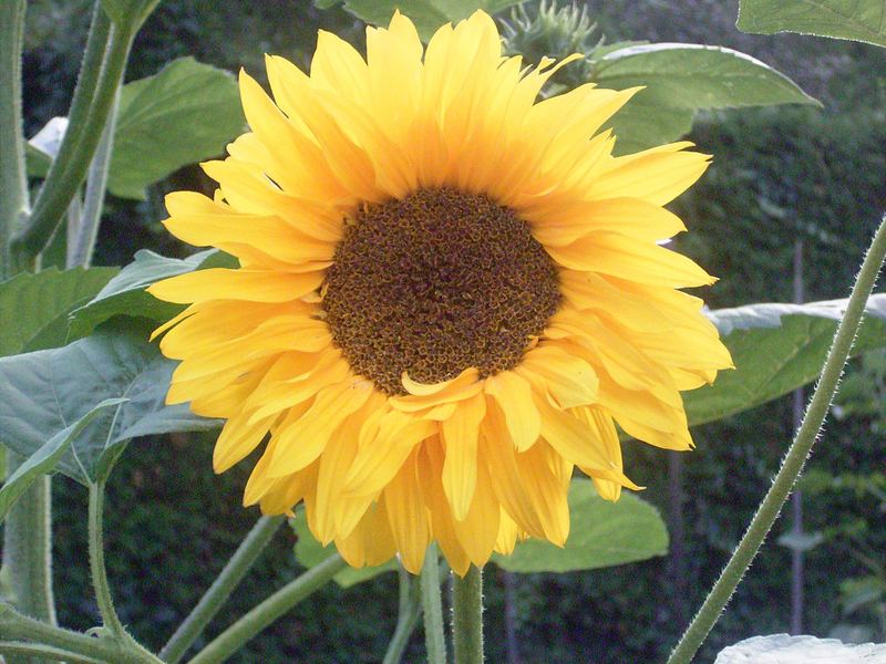 a Sunny Flower