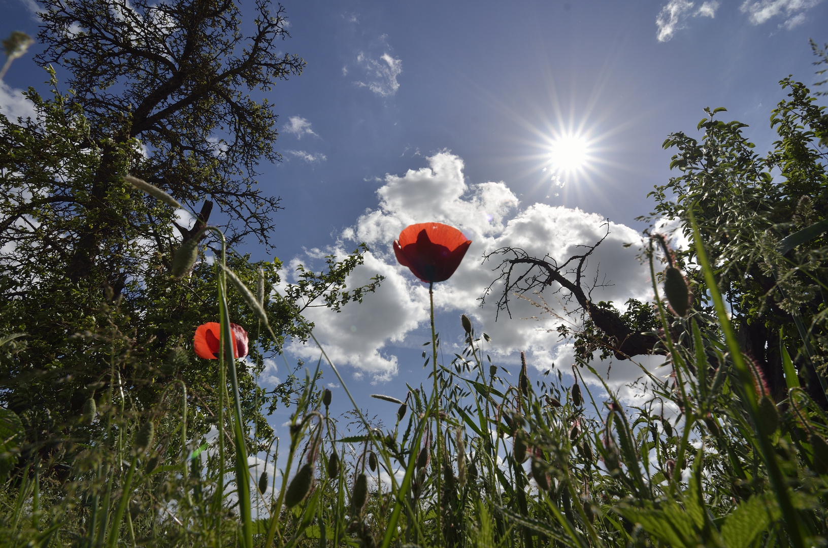 A sunny summerday