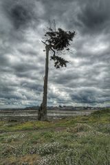 A survivor of hurricane Ciarán