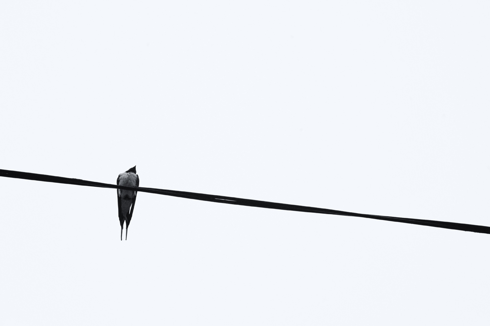 A Swallow