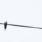 A Swallow