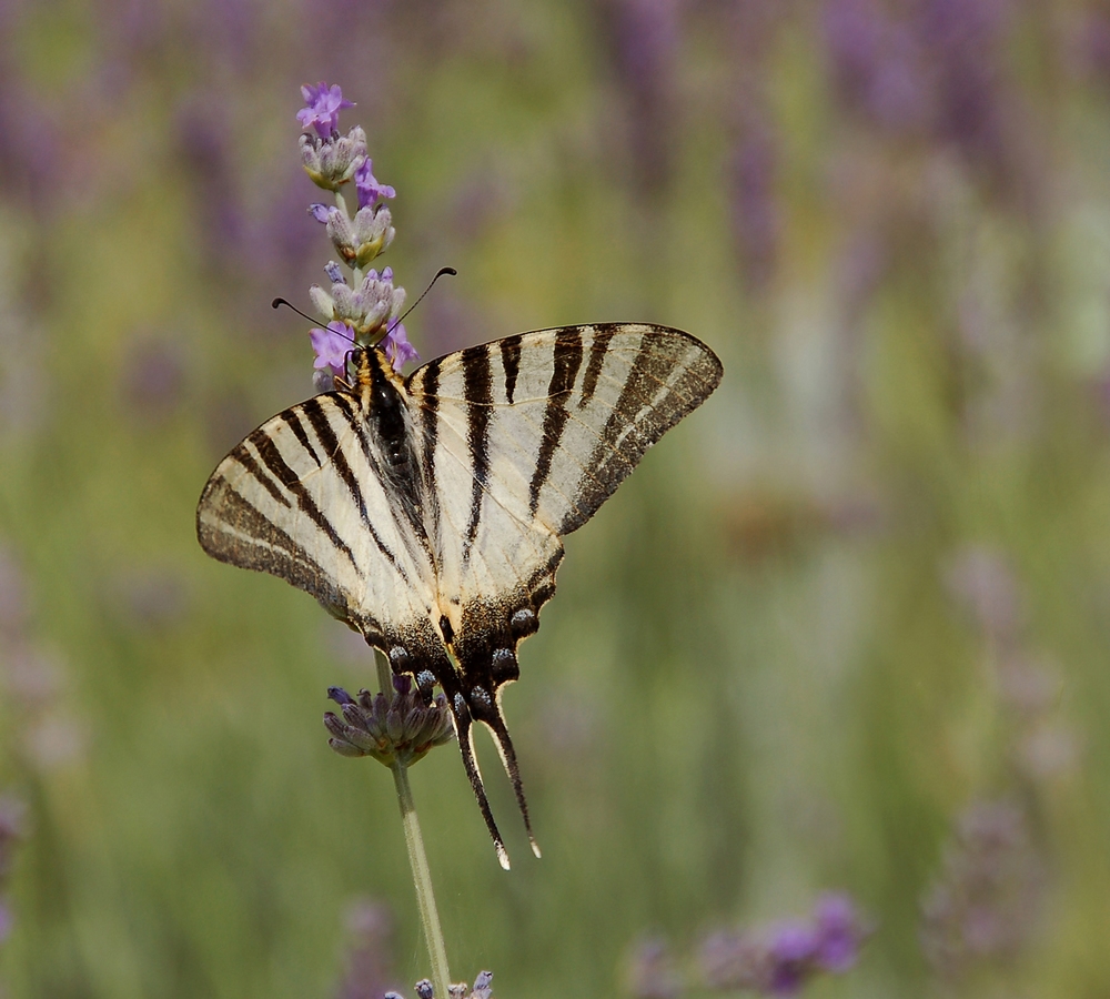 A SWALLOWTAIL BUTTERFLY