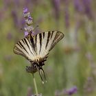 A SWALLOWTAIL BUTTERFLY