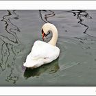 A Swan